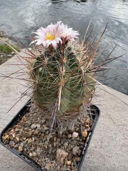 Preview: Thelocactus lausseri